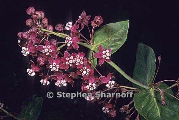 asclepias cordifolia 2 graphic